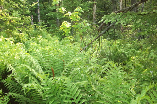 Bog view--ferns getting big by woodsrun