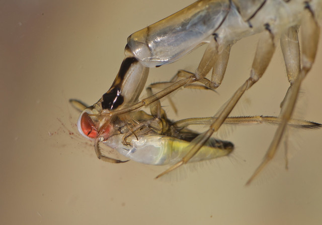 Lesser diving beetle larva Acilius eating Backswimmer Notonecta nymph 5