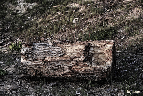 Old wood by lujaban