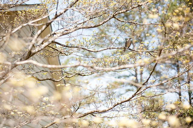 Spring 2012 Bird in Dogwood Tree