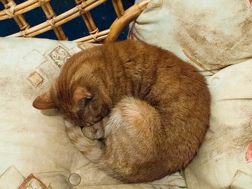 1000/765: 25 March 2012: Curled up kitty by nmonckton
