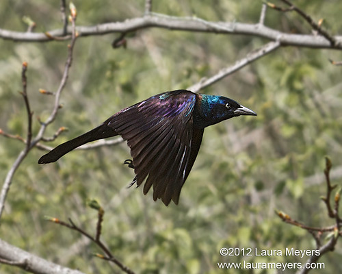 Common Grackle in Flight by Laura-Meyers
