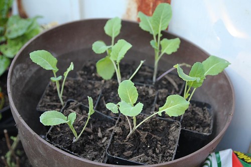 Portuguese Kale Potted Up