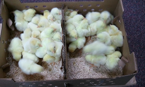 chicks--20120425