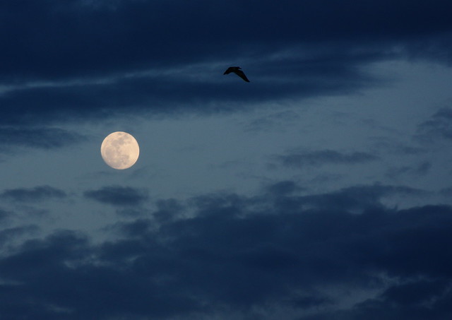 Moon over Charleston