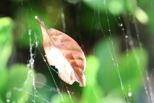 Brown Leaf in a Spiderweb