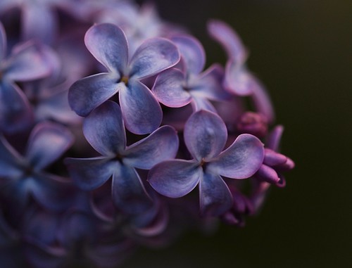 Close up on the Lilac flowers by Sanunas