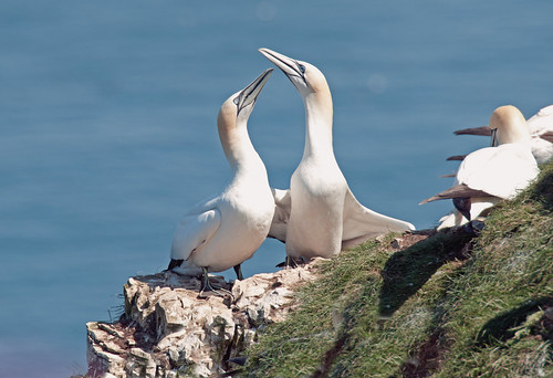 Gannet's at Bempton Head by Andy Pritchard - Barrowford