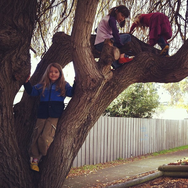 Up the tree at Co-op today #tree #unschooling
