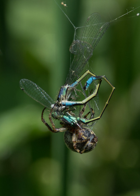 Nuctenea cornuta spider eating blue tailed damselfly pair 4