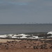 Seal colony, Skelleton Coast, Namibia - IMG_3751_CR2