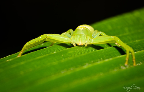 green crab spider