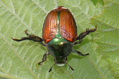 Scarabaeidae - Scarab Beetles