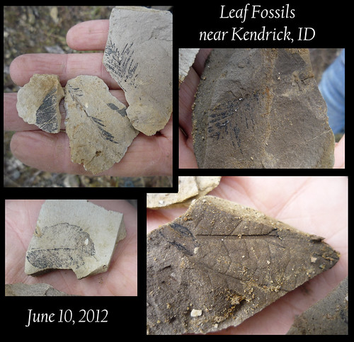 fossils!