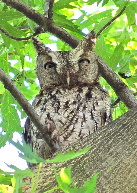 Eastern Screech-owl in Livingston County, IL 18