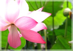 Hanoi lotus