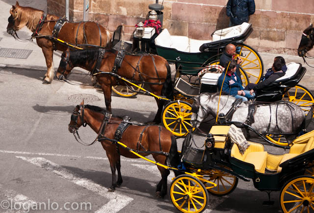 Horses and carriages in Malaga, Spain