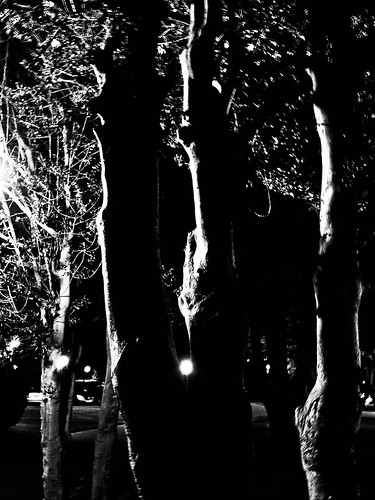 1000/801: 30 April 2012: Trees at Night by nmonckton