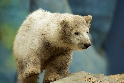 regulation polar bear - Hudson