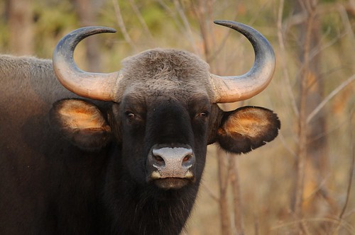 gaur head