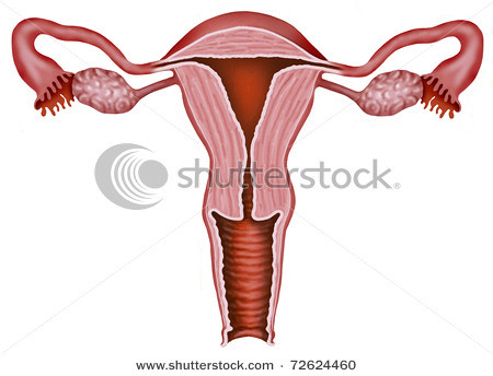 stock-photo-illustration-of-the-walls-of-the-uterus-and-vagina-of-a-woman-72624460