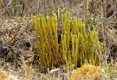 Ferns, Clubmoss, Horsetails and Spikemosses