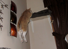 Cats Jumping or Climbing