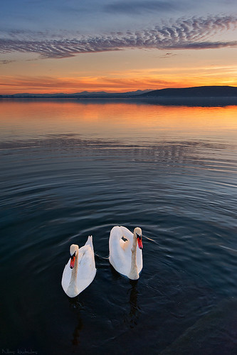 無料写真素材|動物|白鳥・ハクチョウ|河川・湖|朝焼け・夕焼け
