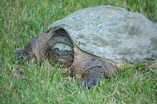 Snapping-Turtle-1