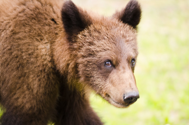 Young brown bear