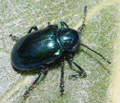 Beetles: Chrysomelidae