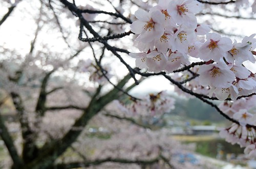 三春の滝桜 / Takizakura in Miharu