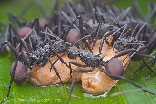 Polyrhachis sp. ants with pupae..IMG_0847 copy