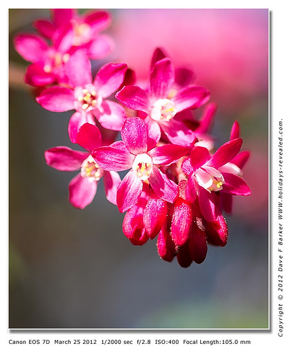 IMG_1899_Flowering Currant (Ribes sanguineum) Lower Healey Chorley Lancashire
