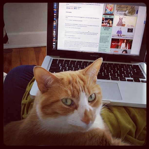 Auggie's helping me catch up on my blog reading.
