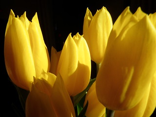 Tulips in the light-08