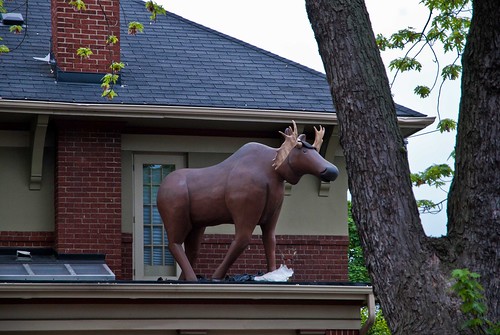 365-34: Roof Moose
