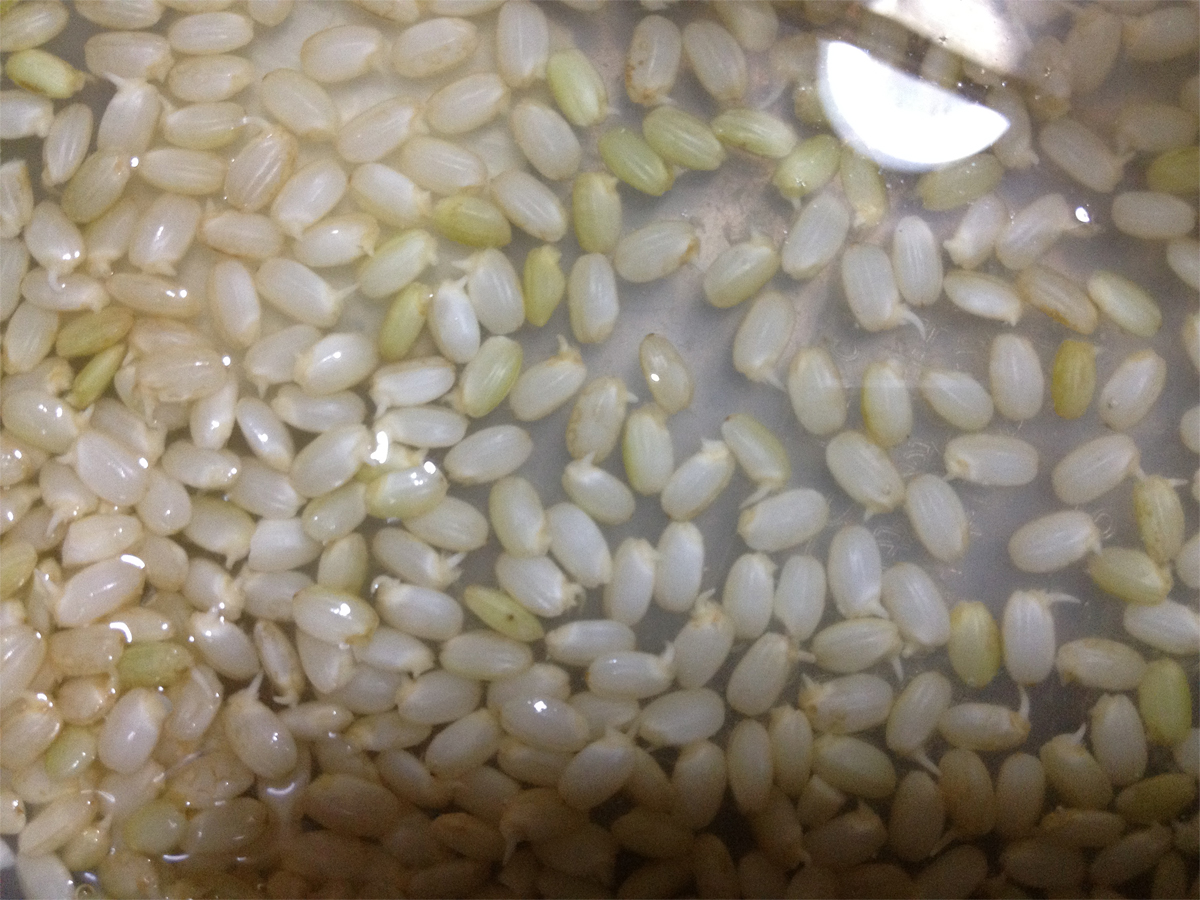 2012-06-06 germinated brown rice玄米発芽