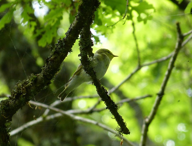 27389 - Wood Warbler, RSPB Dinas