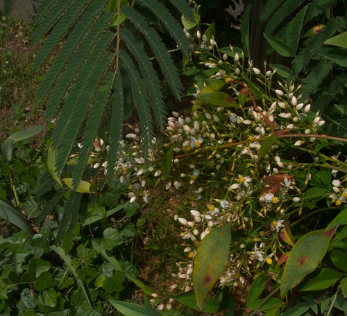 Mimosa and Nandina, a mini-jungle, 5-11-2012_CRW_0515
