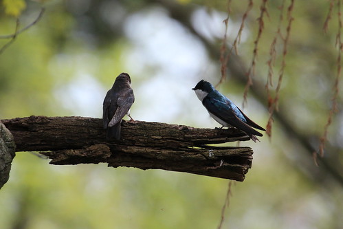 Tree swallows by ricmcarthur