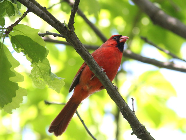 Northern Cardinal 20120516