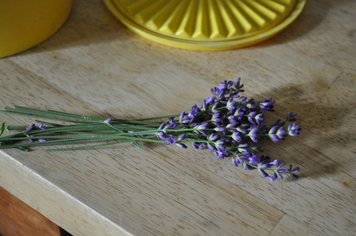 this week :: lavender cookies
