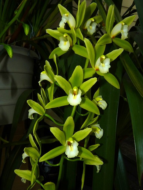 Cymbidium Orchid Conference 'Tamiko' hybrid orchid
