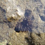藻礁潮池裡也可以看到海葵。（攝影：潘忠政）