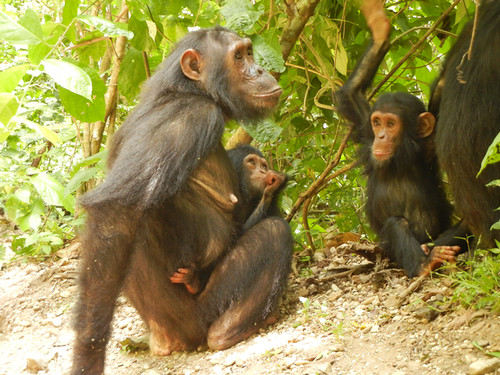 The 'G' family of chimps photo by Holly Carroll by LastOfTheGreatApes
