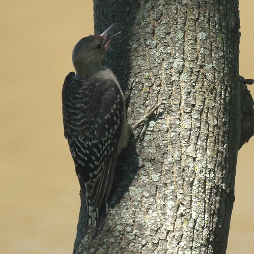 Baby Red Bellied Woodpecker