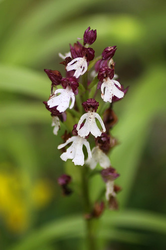 Lady Orchid, Orchis purpurea, Bonsai Bank, Denge Woods