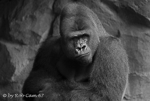 Gorilla Viatu by Rob Cam 67