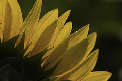 Sunflowers at McKee-Beshers WMA